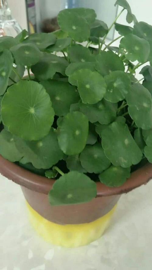 属蛇的养什么植物好