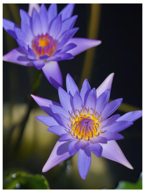 【睡莲花语】蓝色睡莲的花语是什么?
