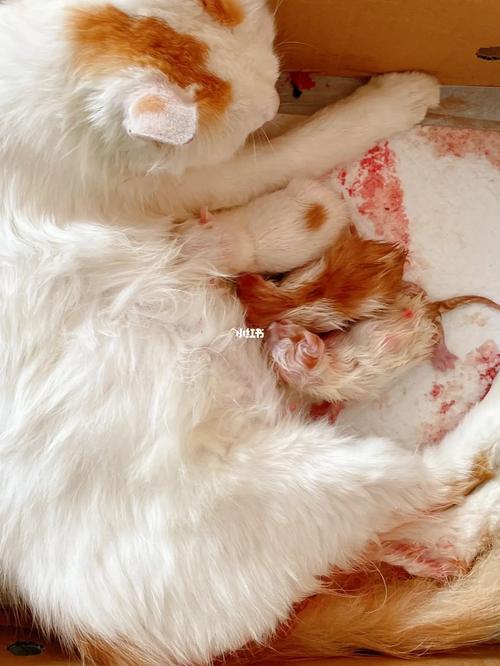 梦见猫生三只小猫