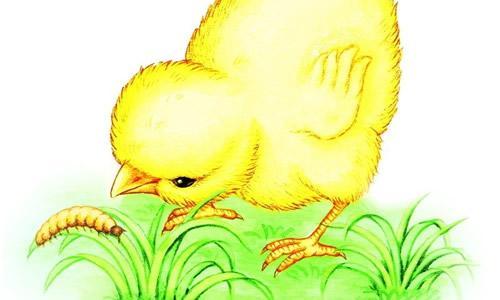 梦见捉小鸡 女人梦见捉小鸡