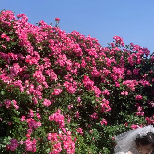 接下来花开初夏