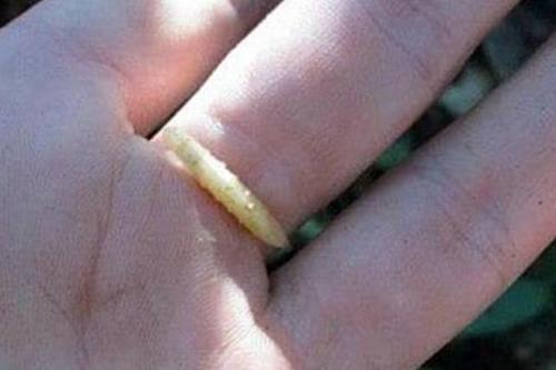 梦见蛆虫满地爬是什么意思