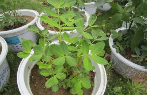 梦见家里盆景生长茂盛,梦到田地里的花生生长茂盛,寓意着什么