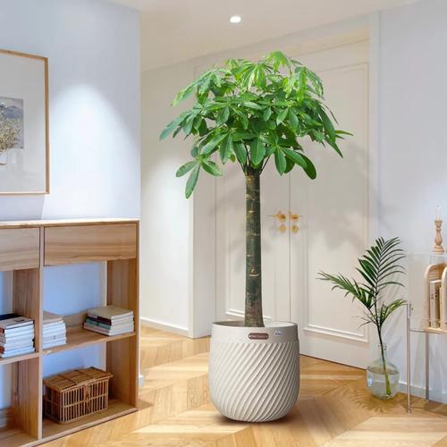 什么植物放客厅里大气招财