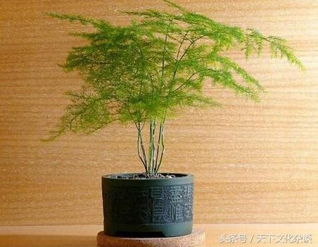 植物长得好的地方是风水好吗