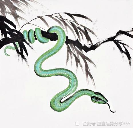 属蛇在恋爱中是怎么作天作地的