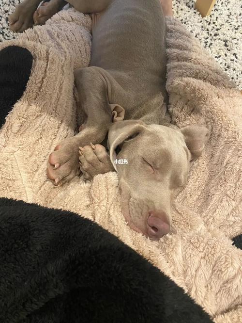 梦见猎犬运气好不好