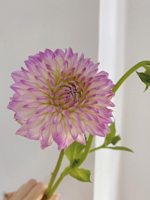大丽花花语