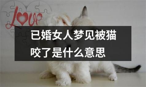 已婚女人梦见被猫袭击