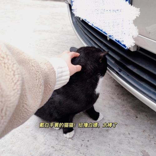 属狗都有怎样的小确幸
