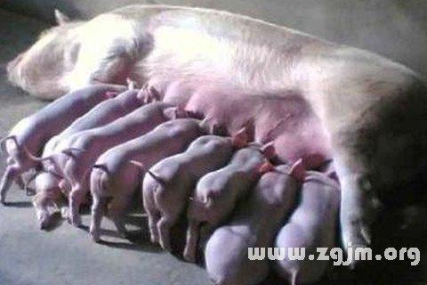 梦见自己生了一只猪