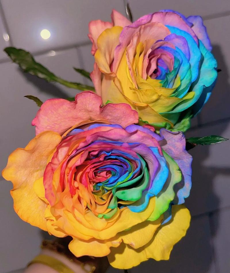 玫瑰花语:厄瓜多尔玫瑰的介绍