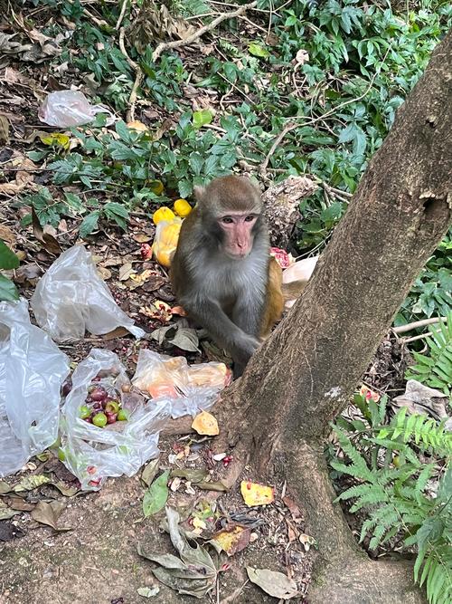 梦见很多猴子跑进房间