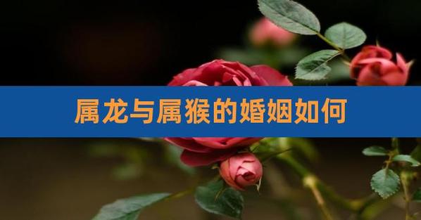 属猴的和属龙的相配吗婚姻