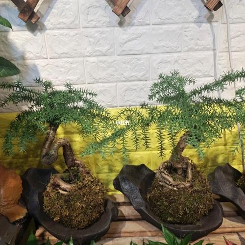 老板办公室摆放澳洲杉的风水好吗?