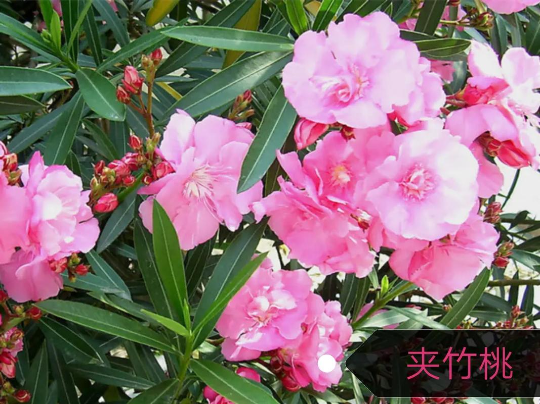 什么花不能养在家里