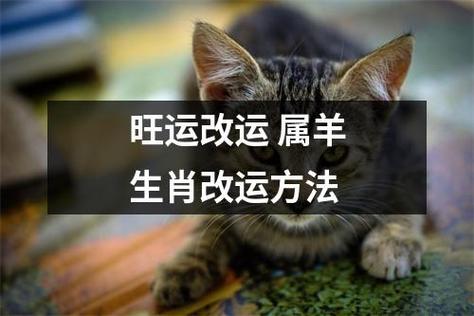 2022年2月属羊人如何改运