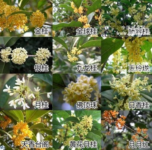 桂花的花语是什么?