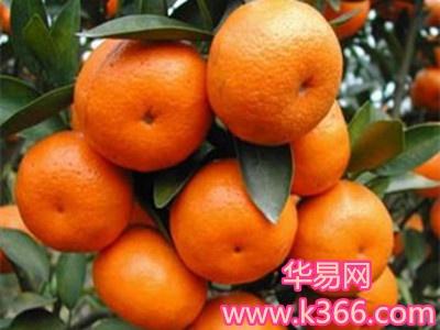 梦见芦柑是什么意思