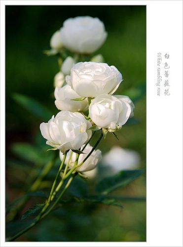 最为纯洁的花:白色蔷薇花图片大全