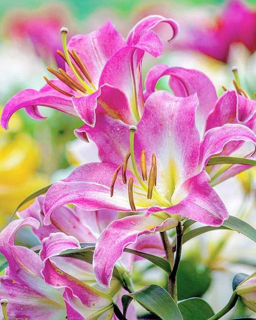 百合花象征什么?百合花有什么象征意义?