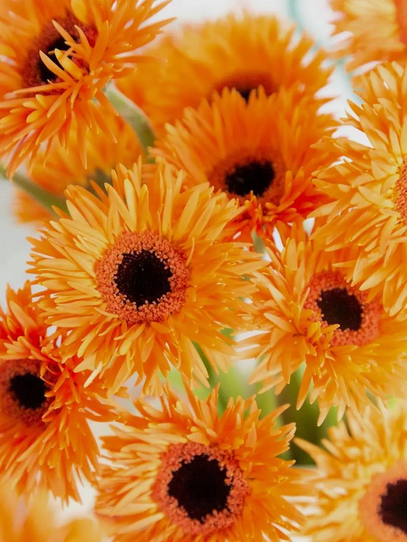 花语大全:非洲菊的花语是什么?
