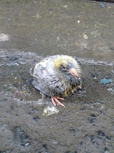 梦见雏鸟 梦见雏鸟死了是什么意思