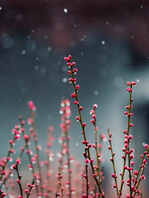 梦见雪花飘飘