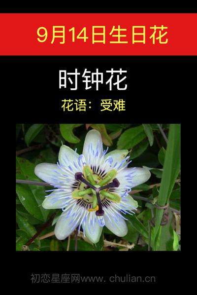 9月14日生日花语:时钟花