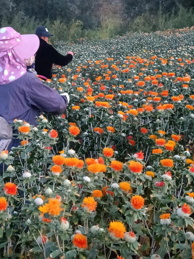 梦见摘红花