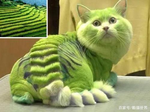 梦见绿色的猫