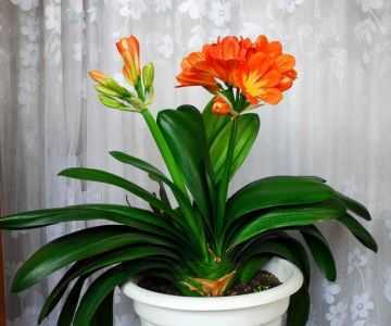 属龙人2021年财运花是什么植物