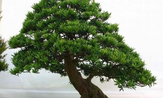 庭院种什么树风水好