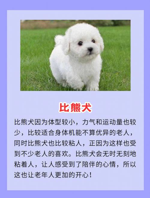 五行缺木人适合养宠物狗吗