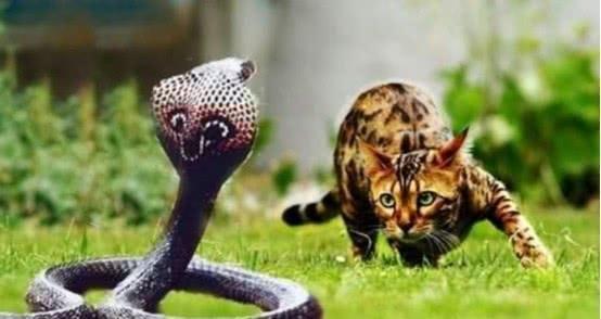 梦见两只猫和两条蛇