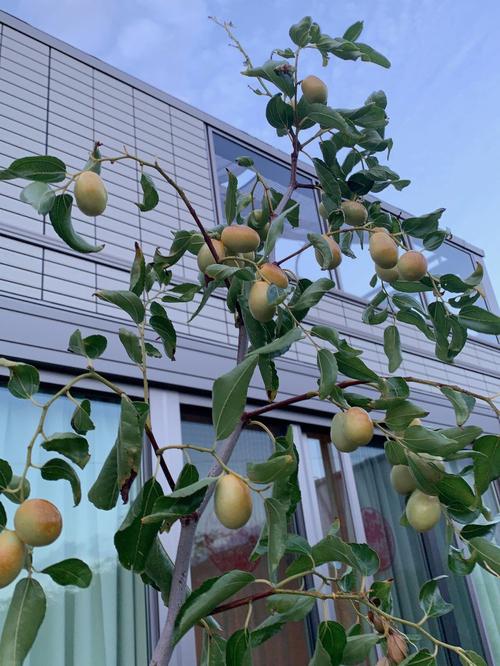 院子里种枣树家里会很穷?院子里种枣树风水好吗
