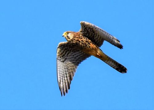 梦见在原野飞