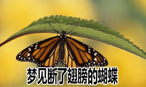 梦见翅膀断了
