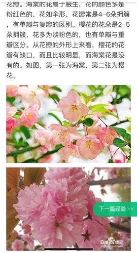 海棠花花语与传说