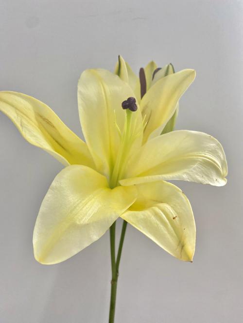 黄百合花语:送黄百合代表什么意思?