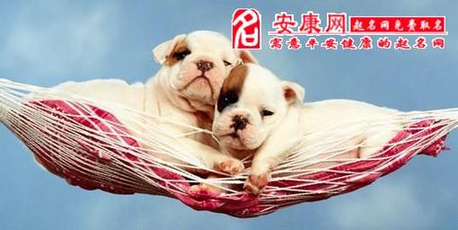 梦见有两只狗是什么意思