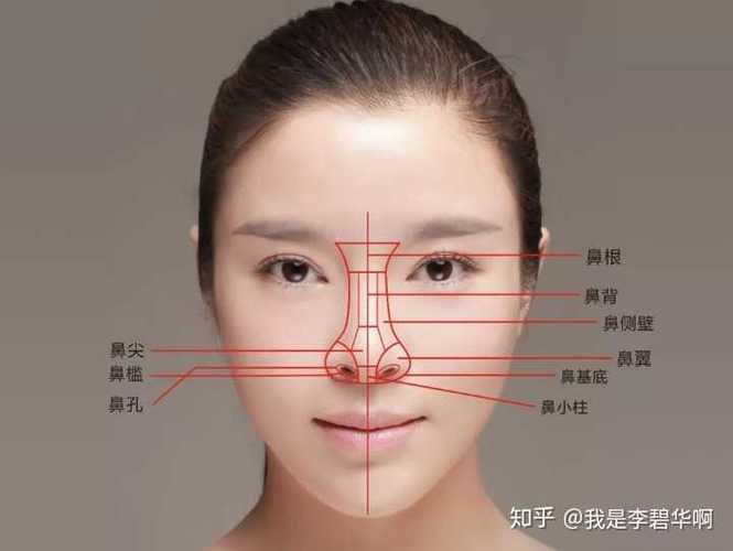 什么是旺夫鼻 女人旺夫鼻怎么看