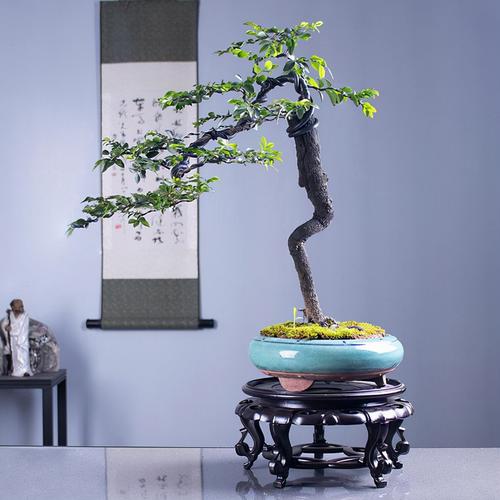 办公室养殖小叶紫檀的风水好吗?应该怎么养殖?