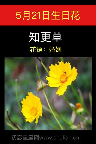 5月21日花语:知更草,生日花语婚姻