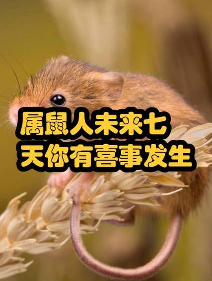 属鼠人有喜事了