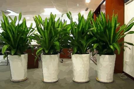 办公室植物摆放风水要注意-办公风水