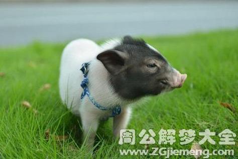梦见小乳猪到处跑