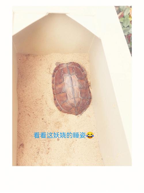 养乌龟很邪门 养乌龟家里会怎么样