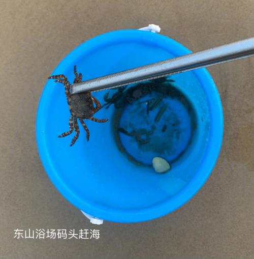 梦见捉虾爬子