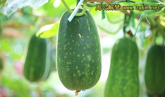 梦见冬瓜周公解梦，梦见冬瓜是什么意思？